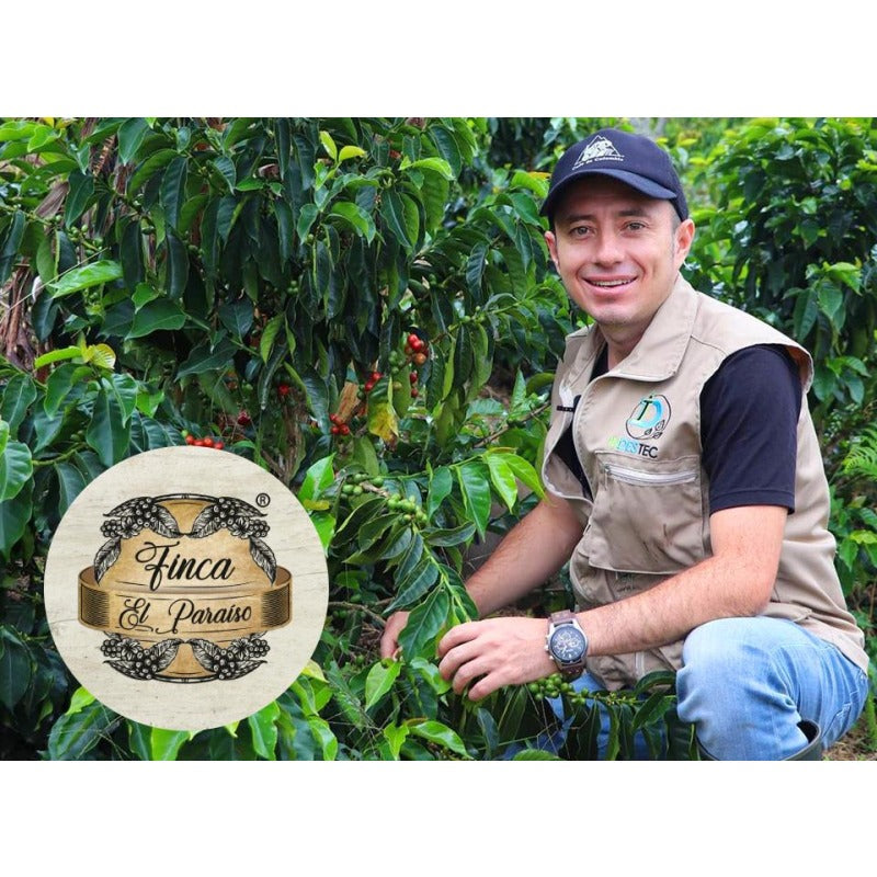 Colombia Finca El Paraiso Lychee | Diego Samuel Bermudez Tapia | Travel Drip Coffee Single Serve (12 pack)