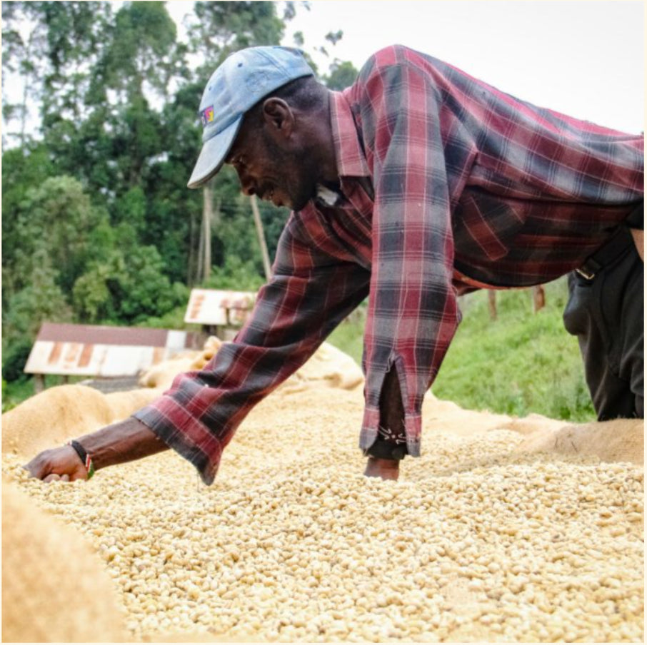 Kenya | Double Fermented and Double Washed | Coffee Beans