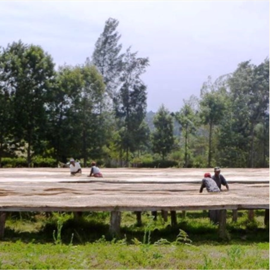 Kenya | Double Fermented and Double Washed | Coffee Beans