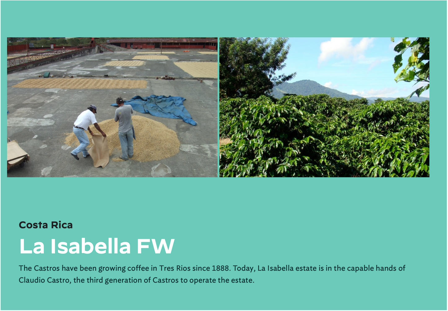 Costa Rica Finca La Isabella Microlot | Coffee Beans