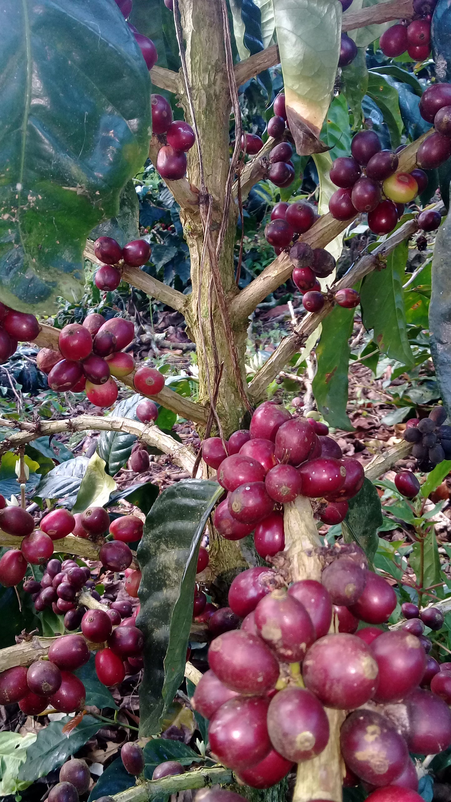 Costa Rica Finca La Isabella Microlot | Coffee Beans